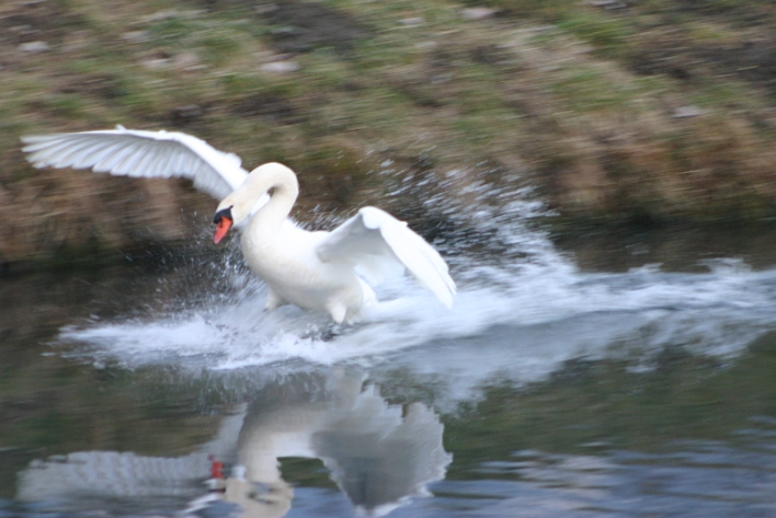 Oiseaux aux Grangettes - 048